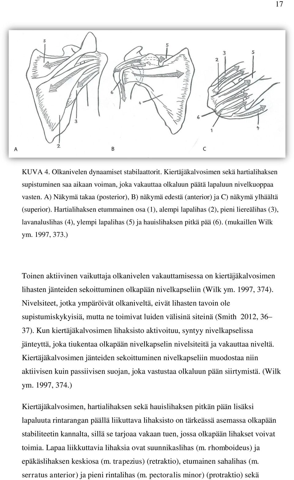 Hartialihaksen etummainen osa (1), alempi lapalihas (2), pieni liereälihas (3), lavanaluslihas (4), ylempi lapalihas (5) ja hauislihaksen pitkä pää (6). (mukaillen Wilk ym. 1997, 373.