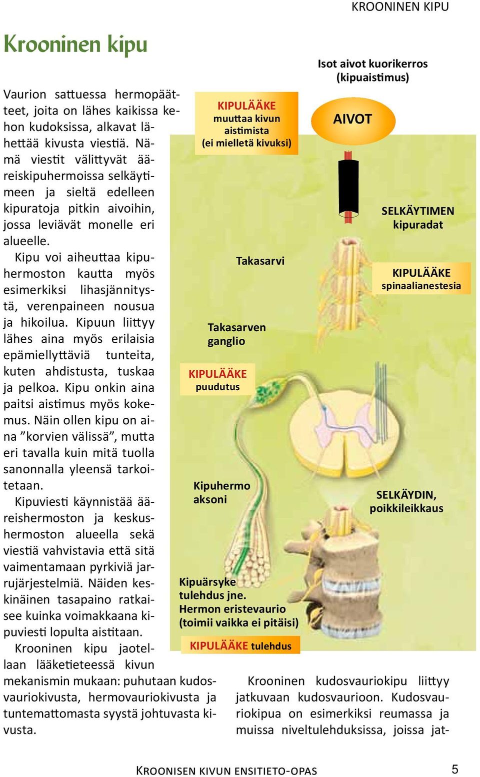 Kipu voi aiheuttaa kipuhermoston kautta myös esi merkiksi lihasjännitystä, verenpaineen nousua ja hikoilua.