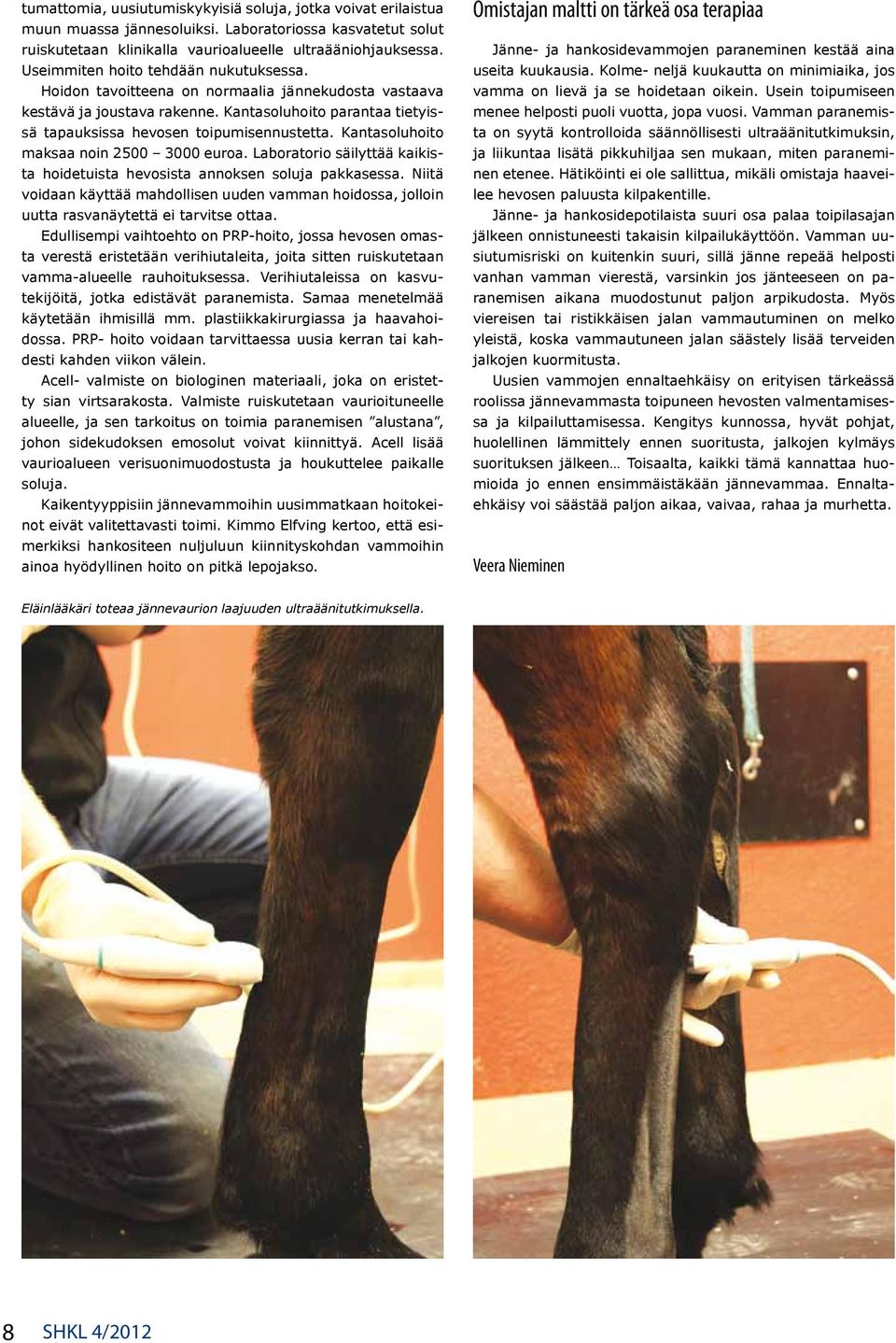 Kantasoluhoito maksaa noin 2500 3000 euroa. Laboratorio säilyttää kaikista hoidetuista hevosista annoksen soluja pakkasessa.