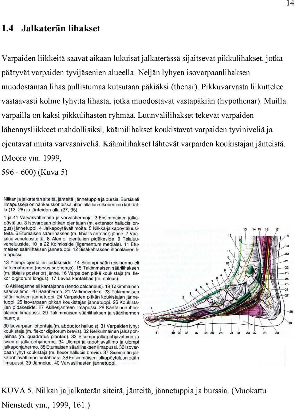 Pikkuvarvasta liikuttelee vastaavasti kolme lyhyttä lihasta, jotka muodostavat vastapäkiän (hypothenar). Muilla varpailla on kaksi pikkulihasten ryhmää.