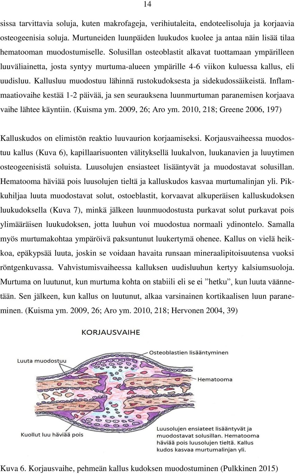 Solusillan osteoblastit alkavat tuottamaan ympärilleen luuväliainetta, josta syntyy murtuma-alueen ympärille 4-6 viikon kuluessa kallus, eli uudisluu.