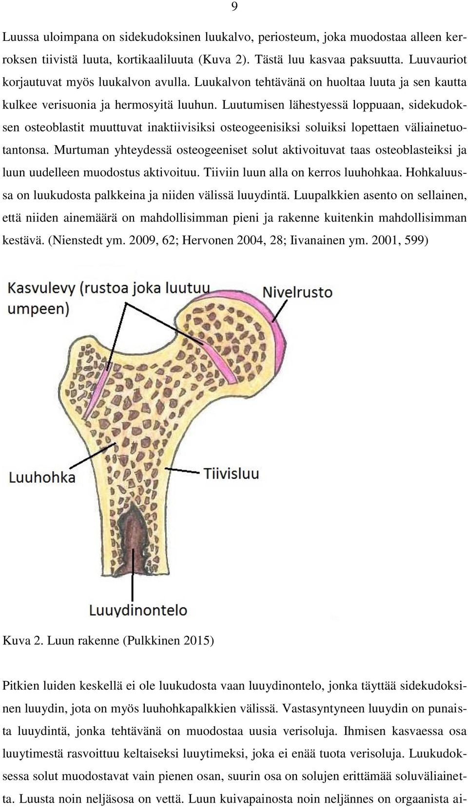 Luutumisen lähestyessä loppuaan, sidekudoksen osteoblastit muuttuvat inaktiivisiksi osteogeenisiksi soluiksi lopettaen väliainetuotantonsa.