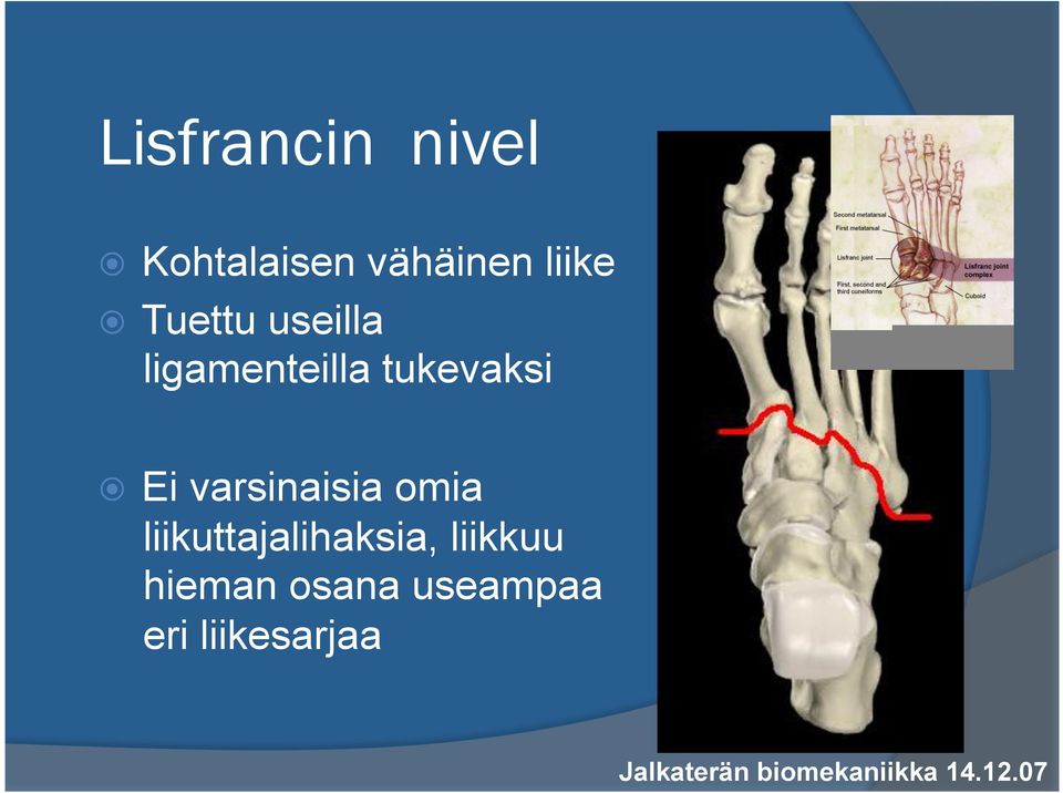 omia liikuttajalihaksia, liikkuu hieman osana