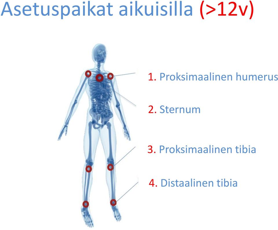 Sternum 2. 3.