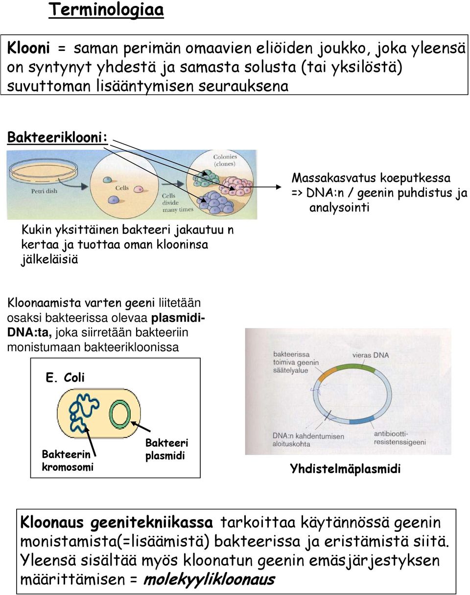 liitetään osaksi bakteerissa olevaa plasmidi- DNA:ta, joka siirretään bakteeriin monistumaan bakteerikloonissa E.