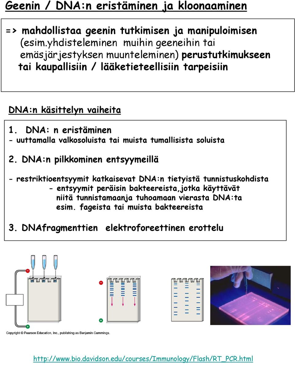 DNA: n eristäminen - uuttamalla valkosoluista tai muista tumallisista soluista 2.