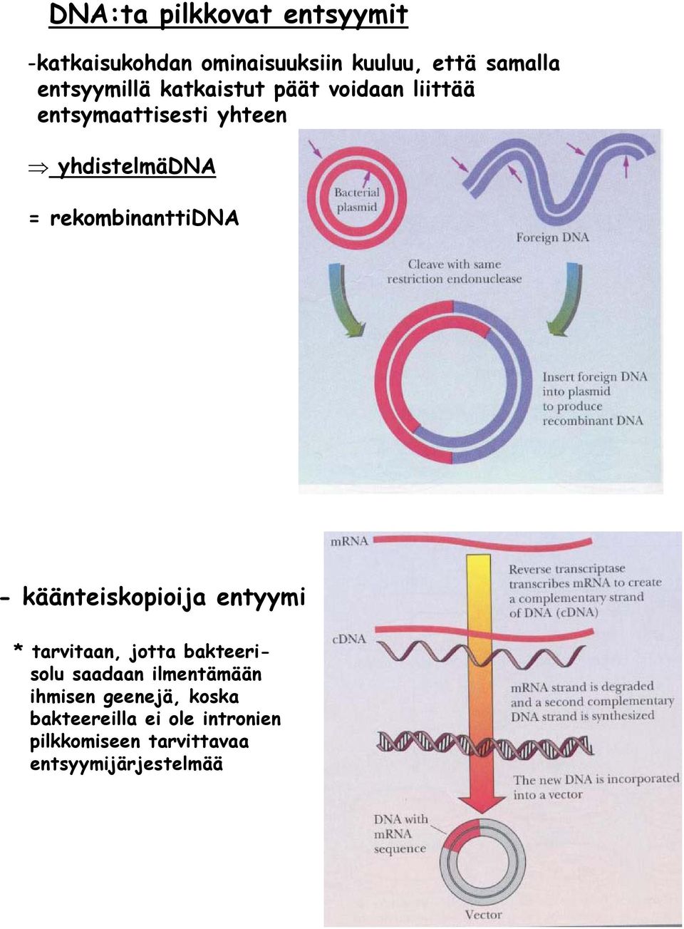 rekombinanttidna - käänteiskopioija entyymi * tarvitaan, jotta bakteerisolu saadaan