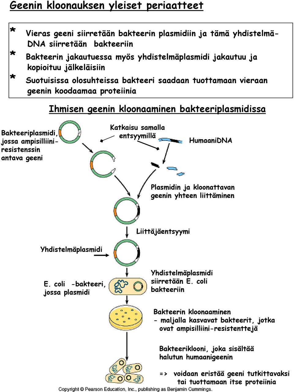 ampisilliiniresistenssin antava geeni Katkaisu samalla entsyymillä HumaaniDNA Plasmidin ja kloonattavan geenin yhteen liittäminen Liittäjäentsyymi Yhdistelmäplasmidi E.