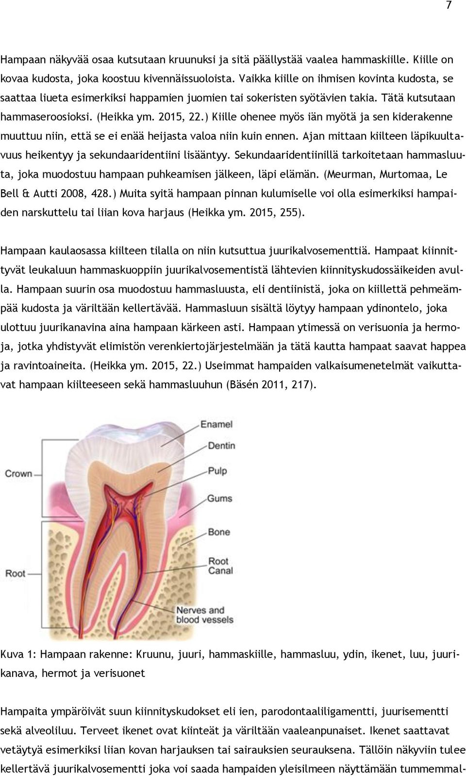 ) Kiille ohenee myös iän myötä ja sen kiderakenne muuttuu niin, että se ei enää heijasta valoa niin kuin ennen. Ajan mittaan kiilteen läpikuultavuus heikentyy ja sekundaaridentiini lisääntyy.