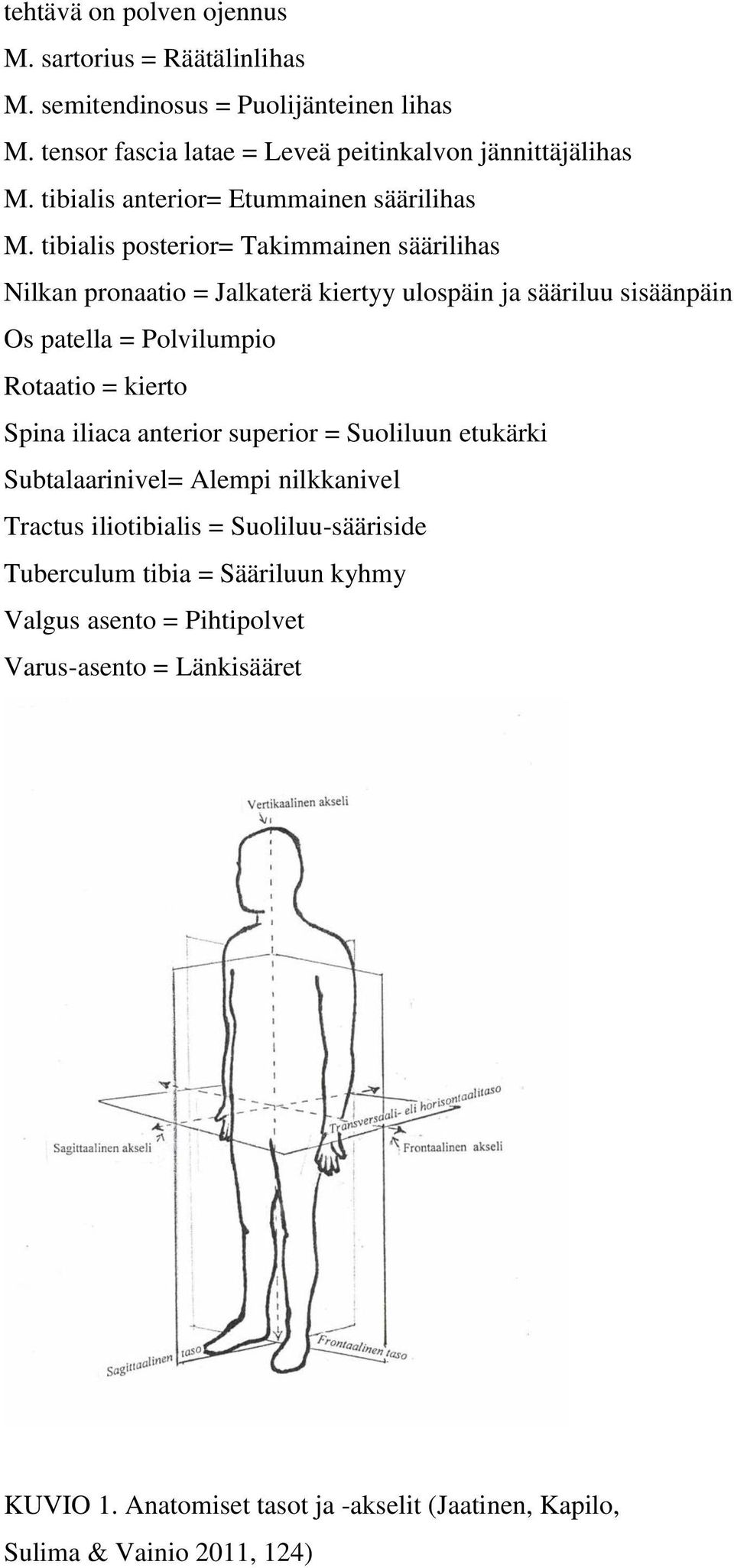 tibialis posterior= Takimmainen säärilihas Nilkan pronaatio = Jalkaterä kiertyy ulospäin ja sääriluu sisäänpäin Os patella = Polvilumpio Rotaatio = kierto Spina