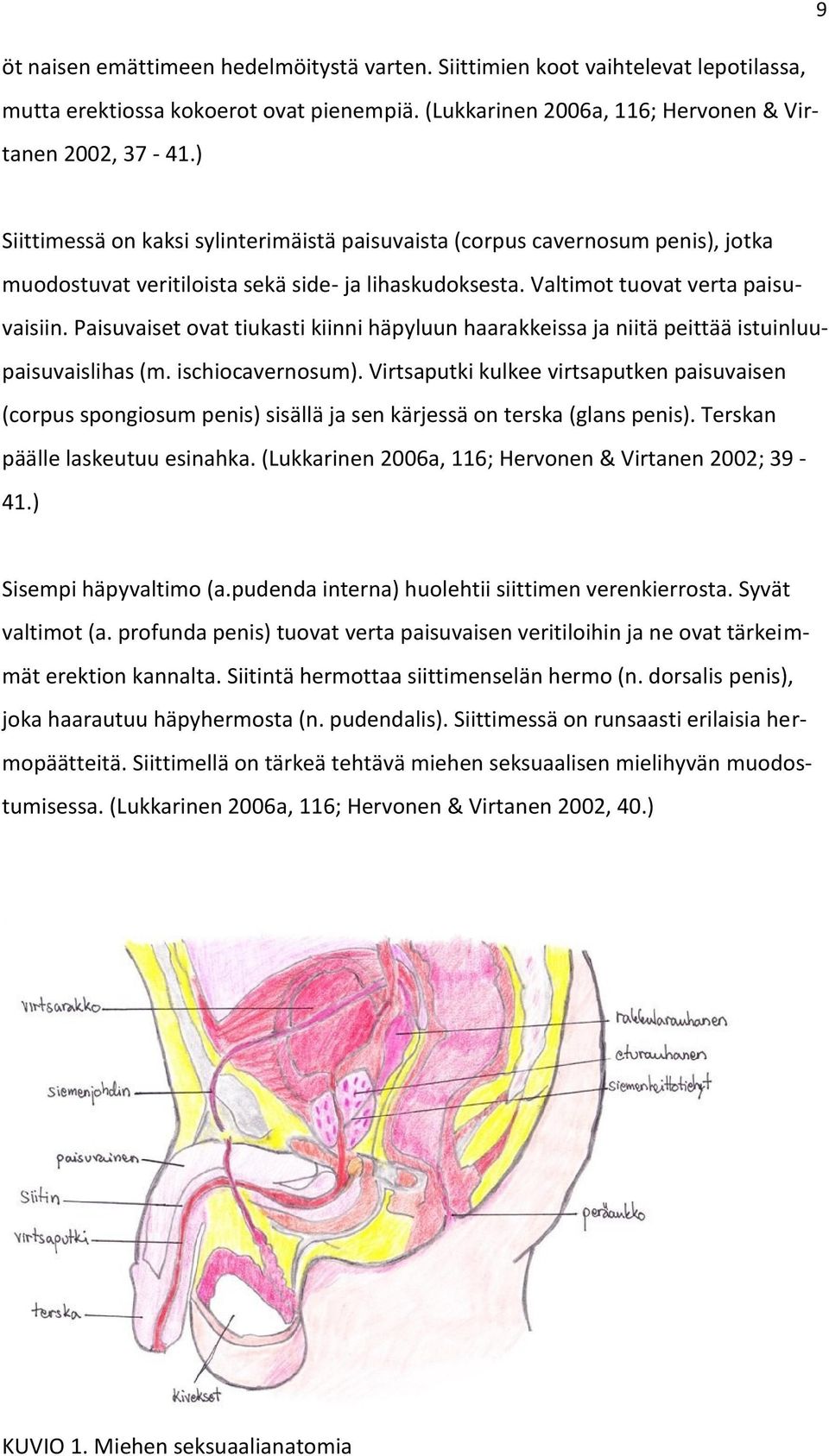 Paisuvaiset ovat tiukasti kiinni häpyluun haarakkeissa ja niitä peittää istuinluupaisuvaislihas (m. ischiocavernosum).