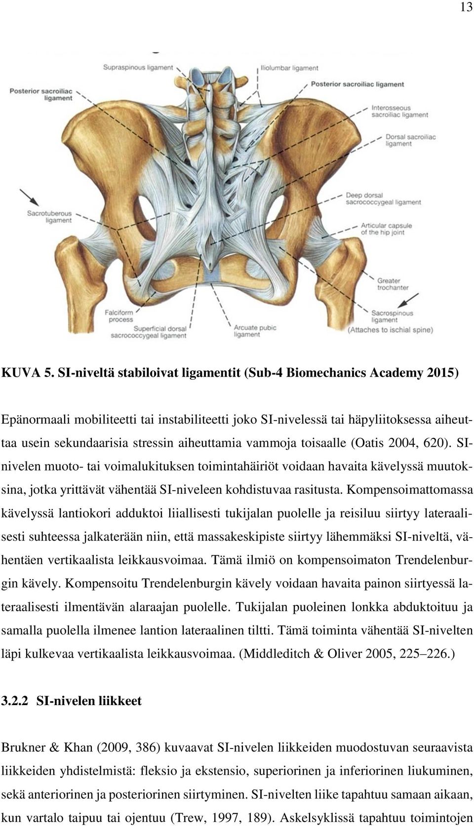 aiheuttamia vammoja toisaalle (Oatis 2004, 620). SInivelen muoto- tai voimalukituksen toimintahäiriöt voidaan havaita kävelyssä muutoksina, jotka yrittävät vähentää SI-niveleen kohdistuvaa rasitusta.