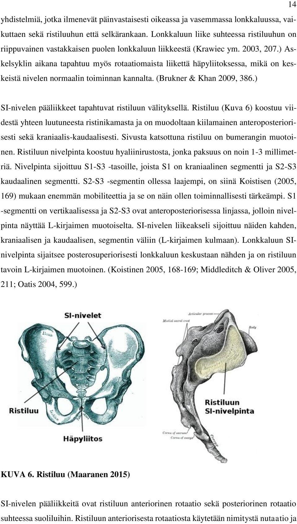 ) Askelsyklin aikana tapahtuu myös rotaatiomaista liikettä häpyliitoksessa, mikä on keskeistä nivelen normaalin toiminnan kannalta. (Brukner & Khan 2009, 386.