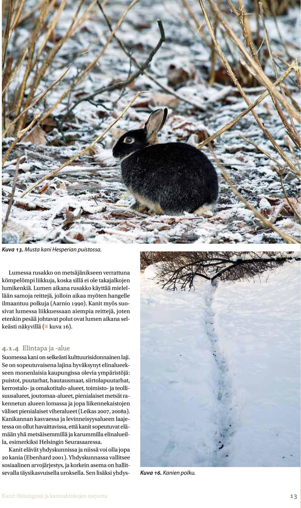 Kanit myös suosivat lumessa liikkuessaan aiempia reittejä, joten etenkin pesää johtavat polut ovat lumen aikana selkeästi näkyvillä (n kuva 16