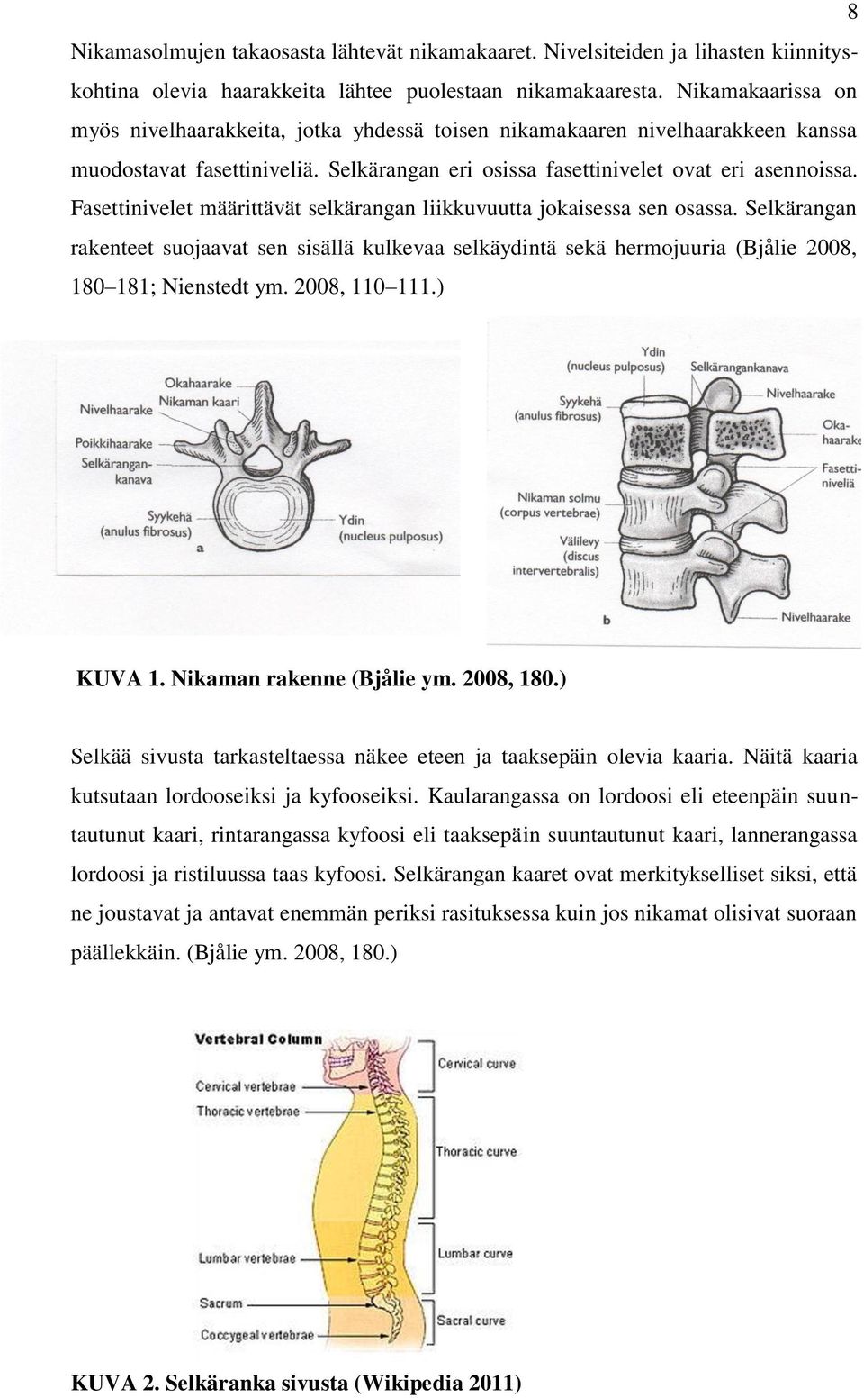 Fasettinivelet määrittävät selkärangan liikkuvuutta jokaisessa sen osassa. Selkärangan rakenteet suojaavat sen sisällä kulkevaa selkäydintä sekä hermojuuria (Bjålie 2008, 180 181; Nienstedt ym.