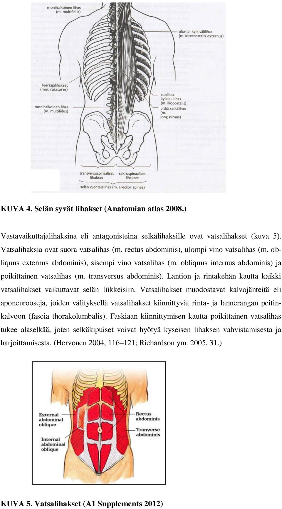 Lantion ja rintakehän kautta kaikki vatsalihakset vaikuttavat selän liikkeisiin.