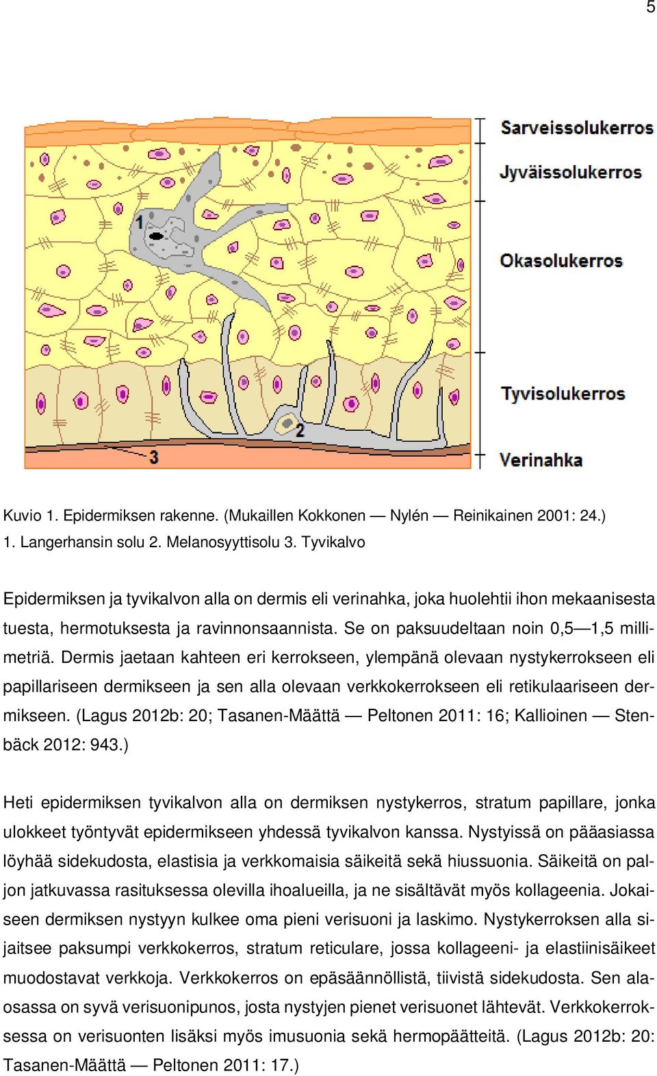 Dermis jaetaan kahteen eri kerrokseen, ylempänä olevaan nystykerrokseen eli papillariseen dermikseen ja sen alla olevaan verkkokerrokseen eli retikulaariseen dermikseen.