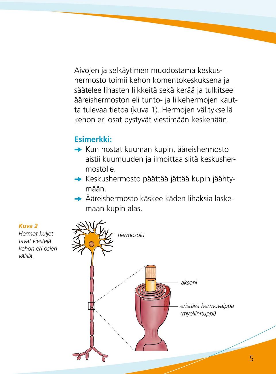 Esimerkki: J Kun nostat kuuman kupin, ääreishermosto aistii kuumuuden ja ilmoittaa siitä keskushermostolle.