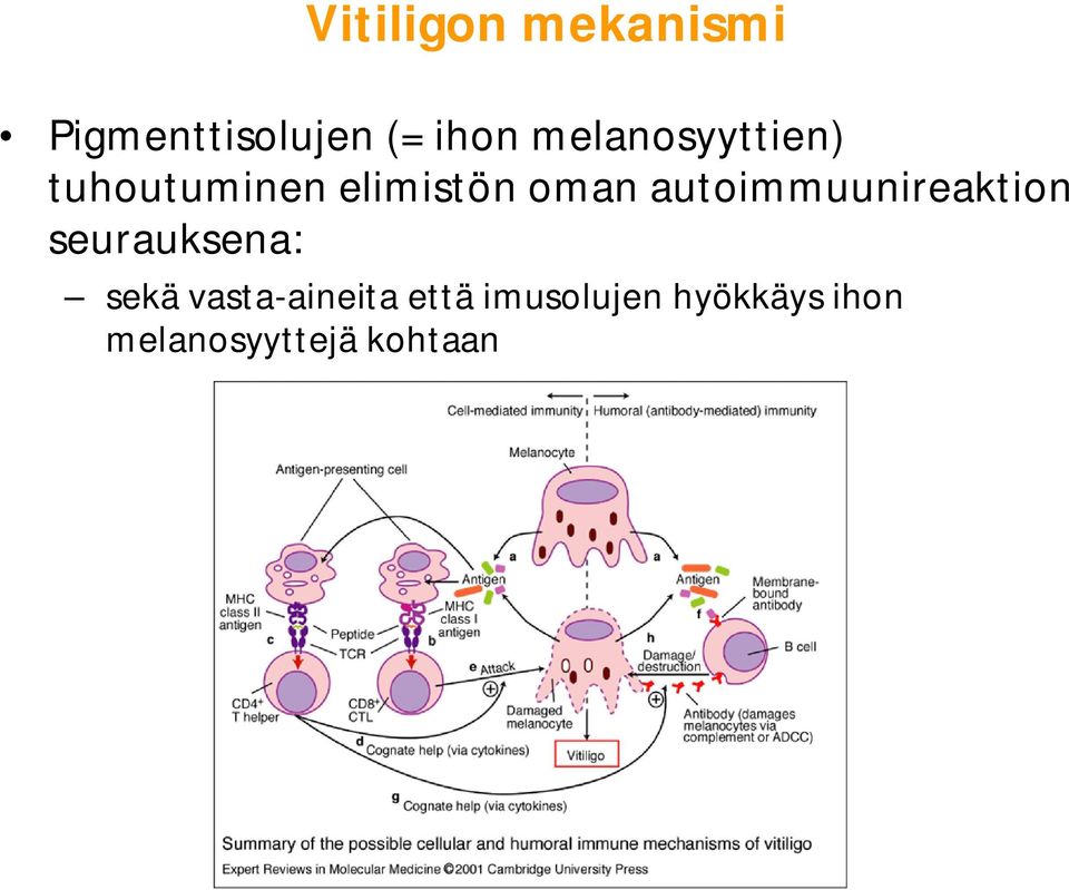 autoimmuunireaktion seurauksena: sekä