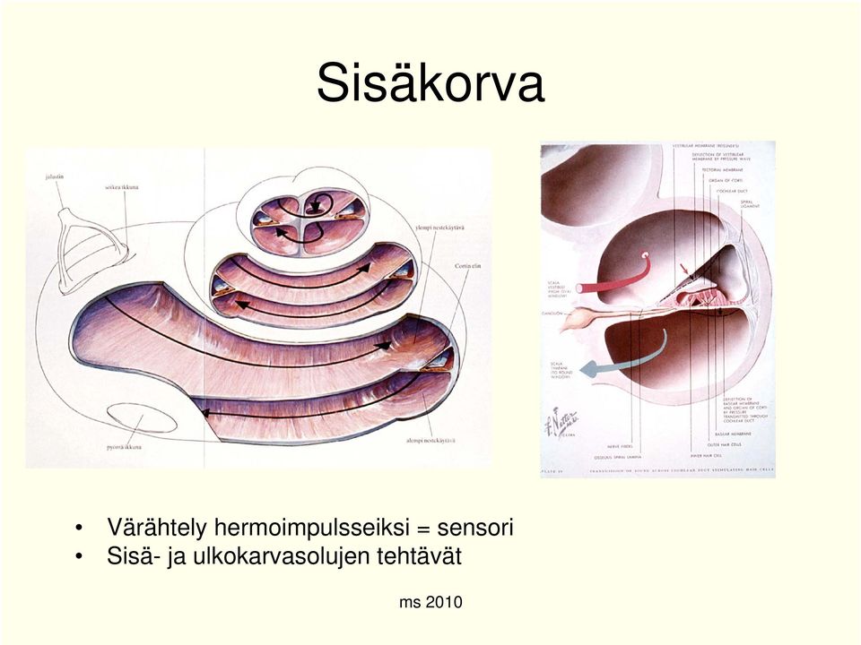 sensori Sisä- ja