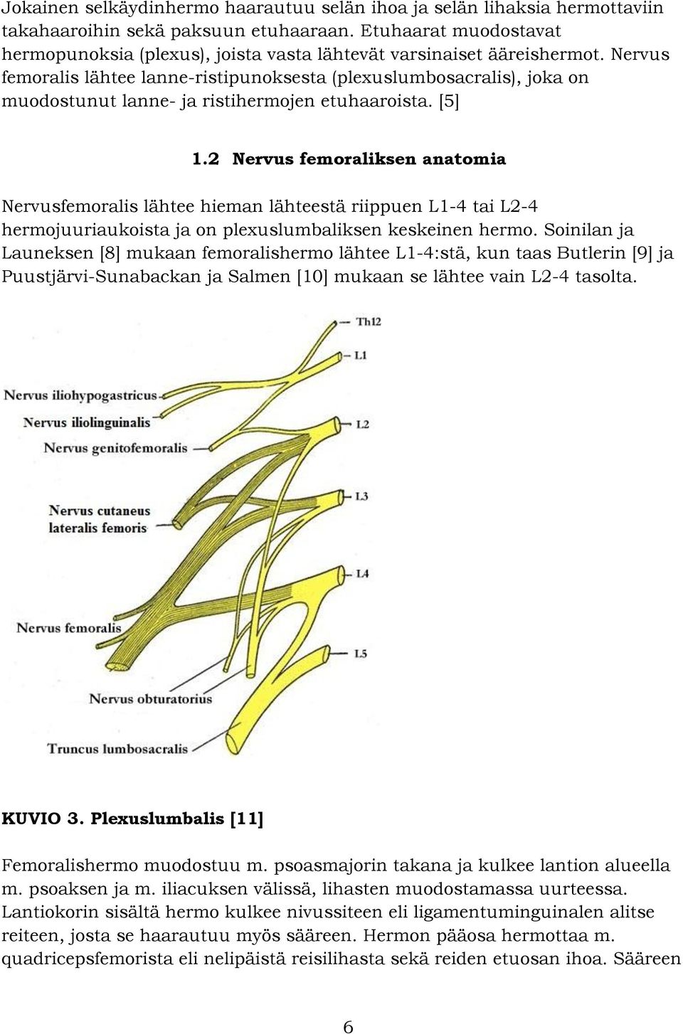 Nervus femoralis lähtee lanne-ristipunoksesta (plexuslumbosacralis), joka on muodostunut lanne- ja ristihermojen etuhaaroista. [5] 1.