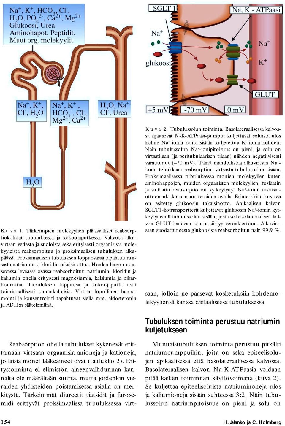 Proksimaalisen tubuluksen loppuosassa tapahtuu runsasta natriumin ja kloridin takaisinottoa.