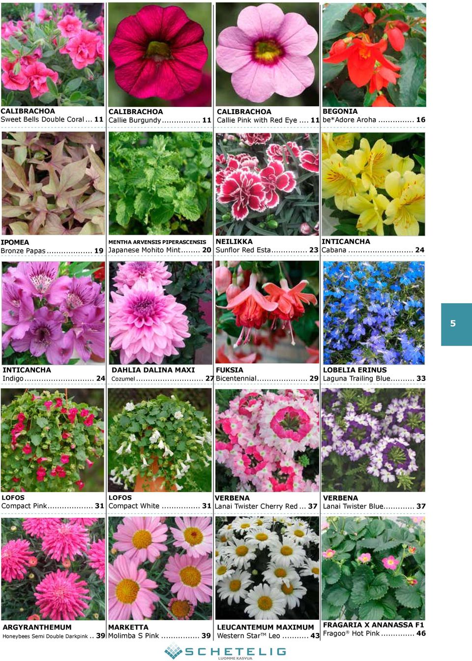 .. 27 Bicentennial... 29 LOBELIA ERINUS Laguna Trailing Blue... 33 LOFOS Compact Pink... 31 LOFOS Compact White... 31 VERBENA Lanai Twister Cherry Red.