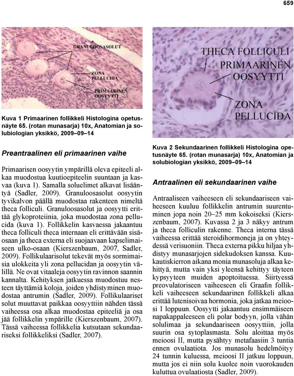 kasvaa (kuva 1). Samalla soluelimet alkavat lisääntyä (Sadler, 2009). Granuloosasolut oosyytin tyvikalvon päällä muodostaa rakenteen nimeltä theca folliculi.