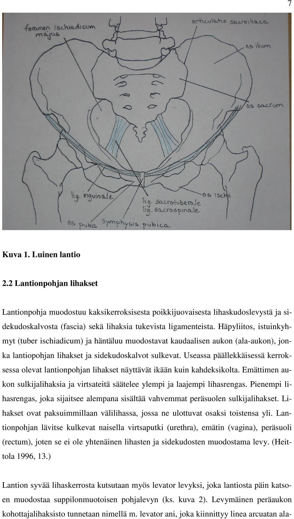 Useassa päällekkäisessä kerroksessa olevat lantionpohjan lihakset näyttävät ikään kuin kahdeksikolta. Emättimen aukon sulkijalihaksia ja virtsateitä säätelee ylempi ja laajempi lihasrengas.