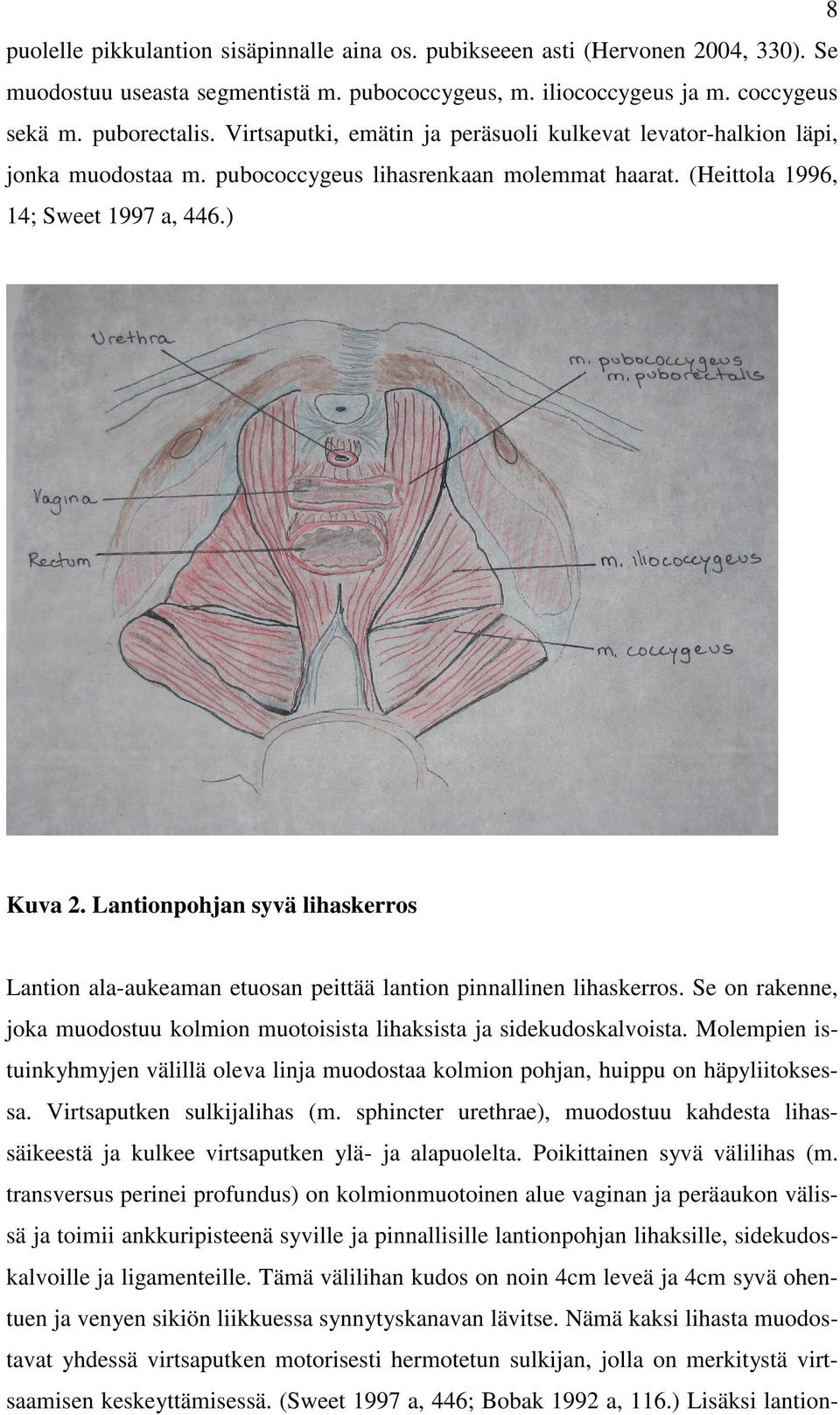 Lantionpohjan syvä lihaskerros Lantion ala-aukeaman etuosan peittää lantion pinnallinen lihaskerros. Se on rakenne, joka muodostuu kolmion muotoisista lihaksista ja sidekudoskalvoista.