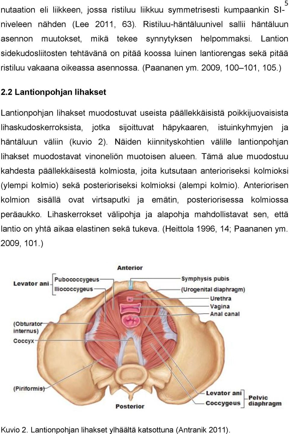 Lantion sidekudosliitosten tehtävänä on pitää koossa luinen lantiorengas sekä pitää ristiluu vakaana oikeassa asennossa. (Paananen ym. 2009, 100 101, 105.) 2.