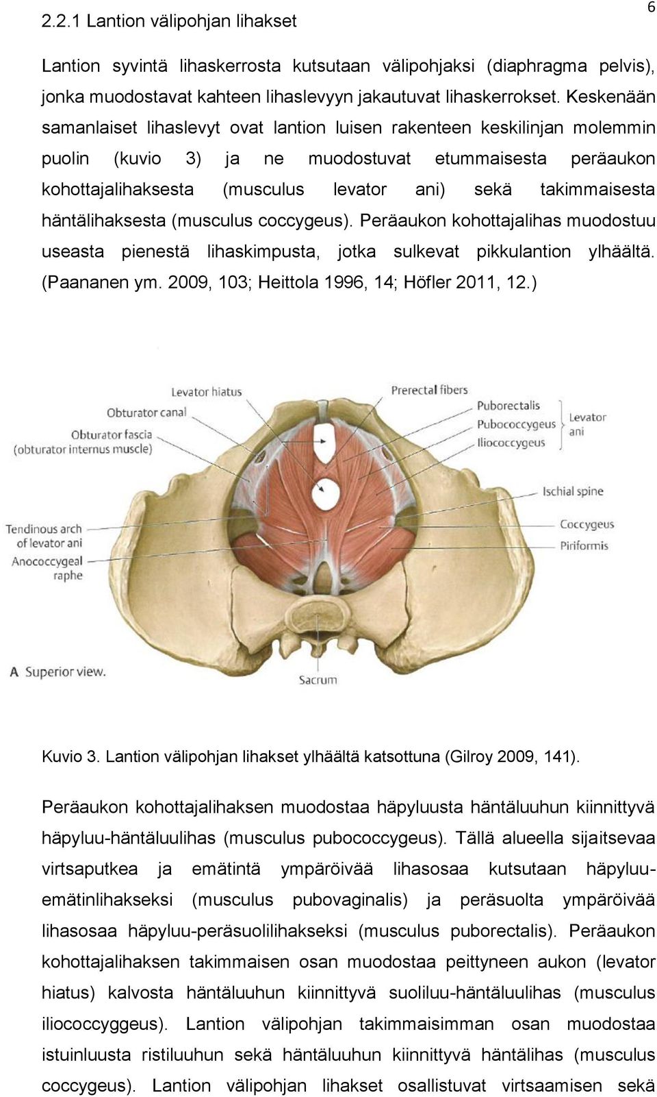 takimmaisesta häntälihaksesta (musculus coccygeus). Peräaukon kohottajalihas muodostuu useasta pienestä lihaskimpusta, jotka sulkevat pikkulantion ylhäältä. (Paananen ym.