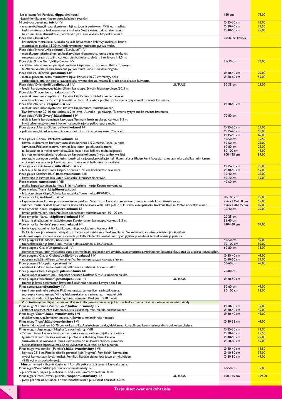 Talven ajaksi Ø 40-50 cm 29,00 tuivio muuttuu lilanruskeaksi, vihreä väri palautuu keväällä. Nopeakasvuinen. Picea abies, kuusi I-VIII useita eri kokoja - kotimainen metsäkuusi.