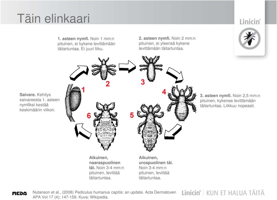 Liikkuu nopeasti. Aikuinen, naaraspuolinen täi. Noin 3-4 mm:n pituinen, levittää täitartuntaa. Aikuinen, urospuolinen täi.