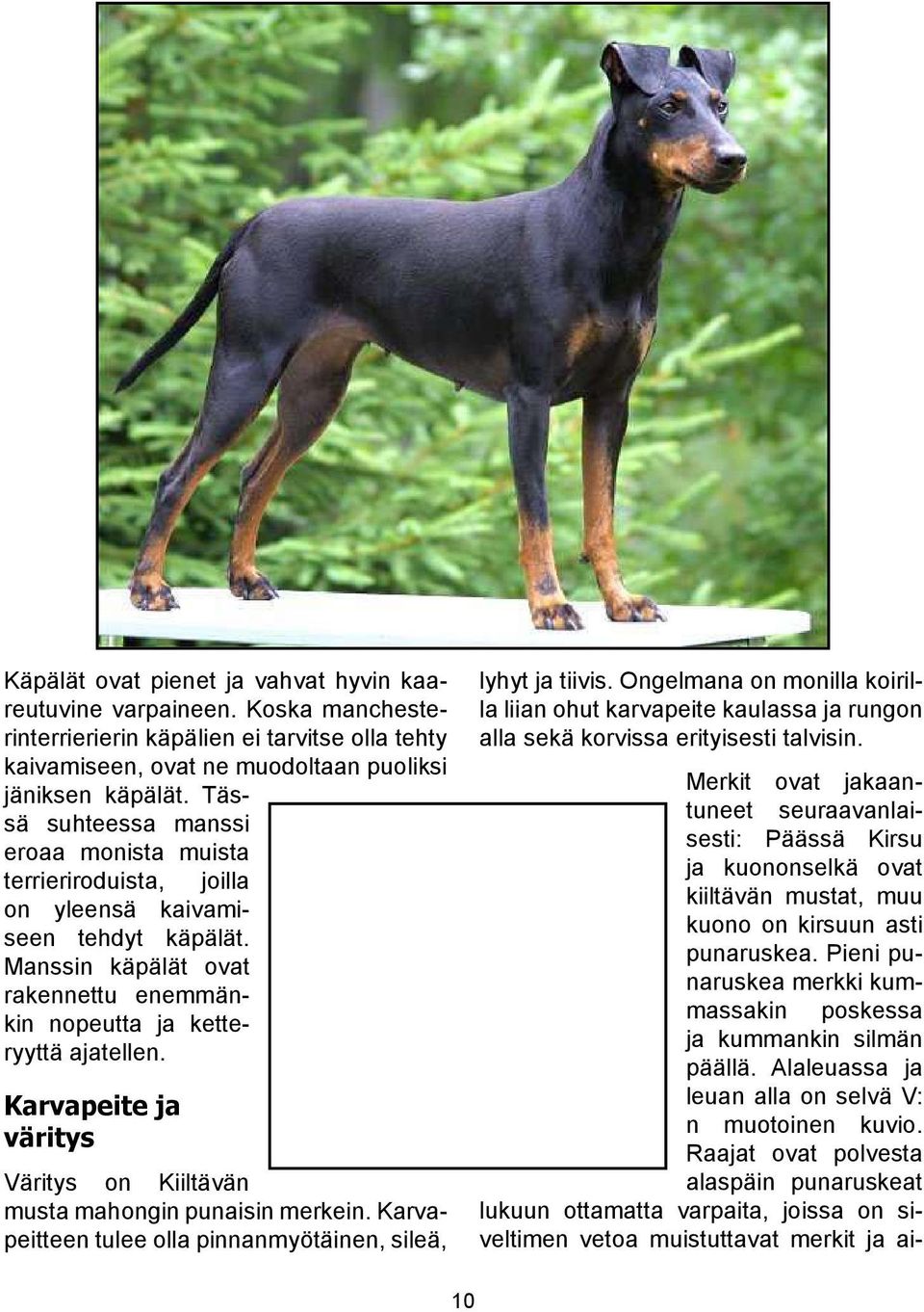 Käytännössä uroksia peräpeili on hyvin kapealta osin punaruskea, mutta nartuilla punaruskea alue on leveämpi. Rinnassa on kummallakin puolella pieni ruskea merkki.