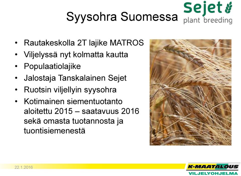 Ruotsin viljellyin syysohra Kotimainen siementuotanto aloitettu