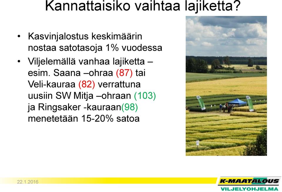 Viljelemällä vanhaa lajiketta esim.