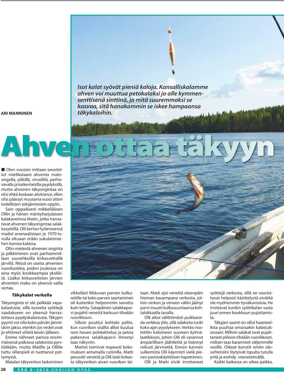 Ahven ottaa täkyyn Olen vuosien mittaan tavoitellut mielikalaani ahventa matoongella, pilkillä, virvelillä, perhovavalla ja kaikenlaisilla pyydyksillä, mutta ahvenen täkyongintaa en olisi ehkä