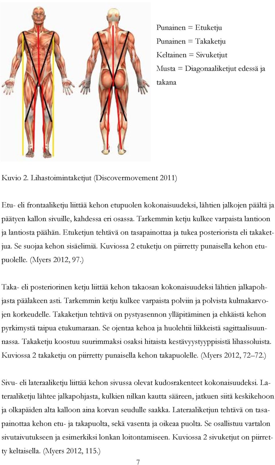 Tarkemmin ketju kulkee varpaista lantioon ja lantiosta päähän. Etuketjun tehtävä on tasapainottaa ja tukea posteriorista eli takaketjua. Se suojaa kehon sisäelimiä.