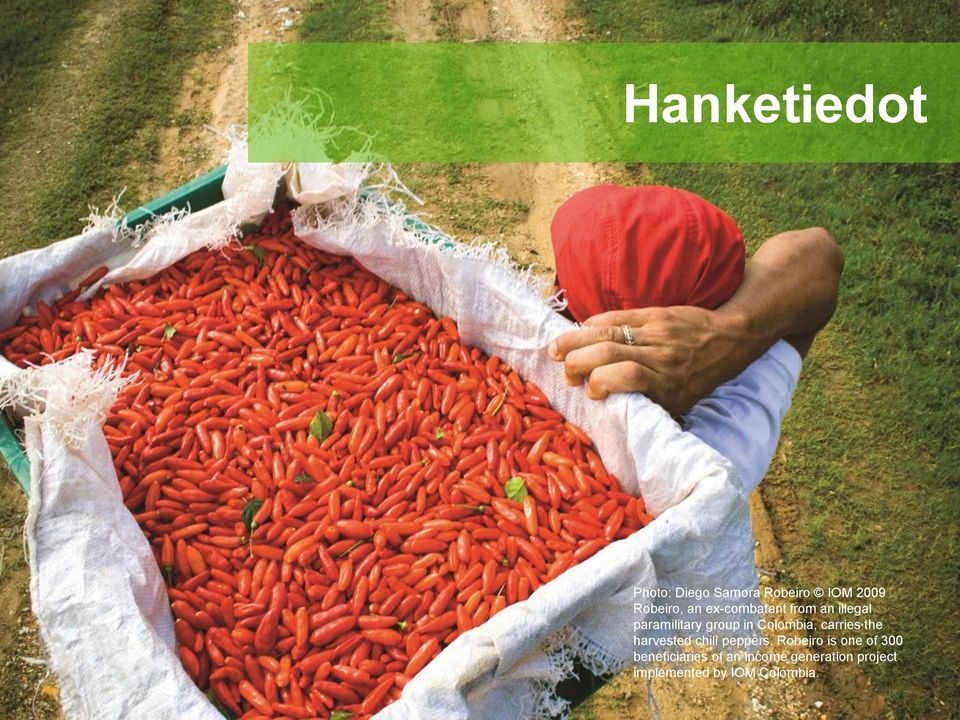 carries the harvested chili peppers.