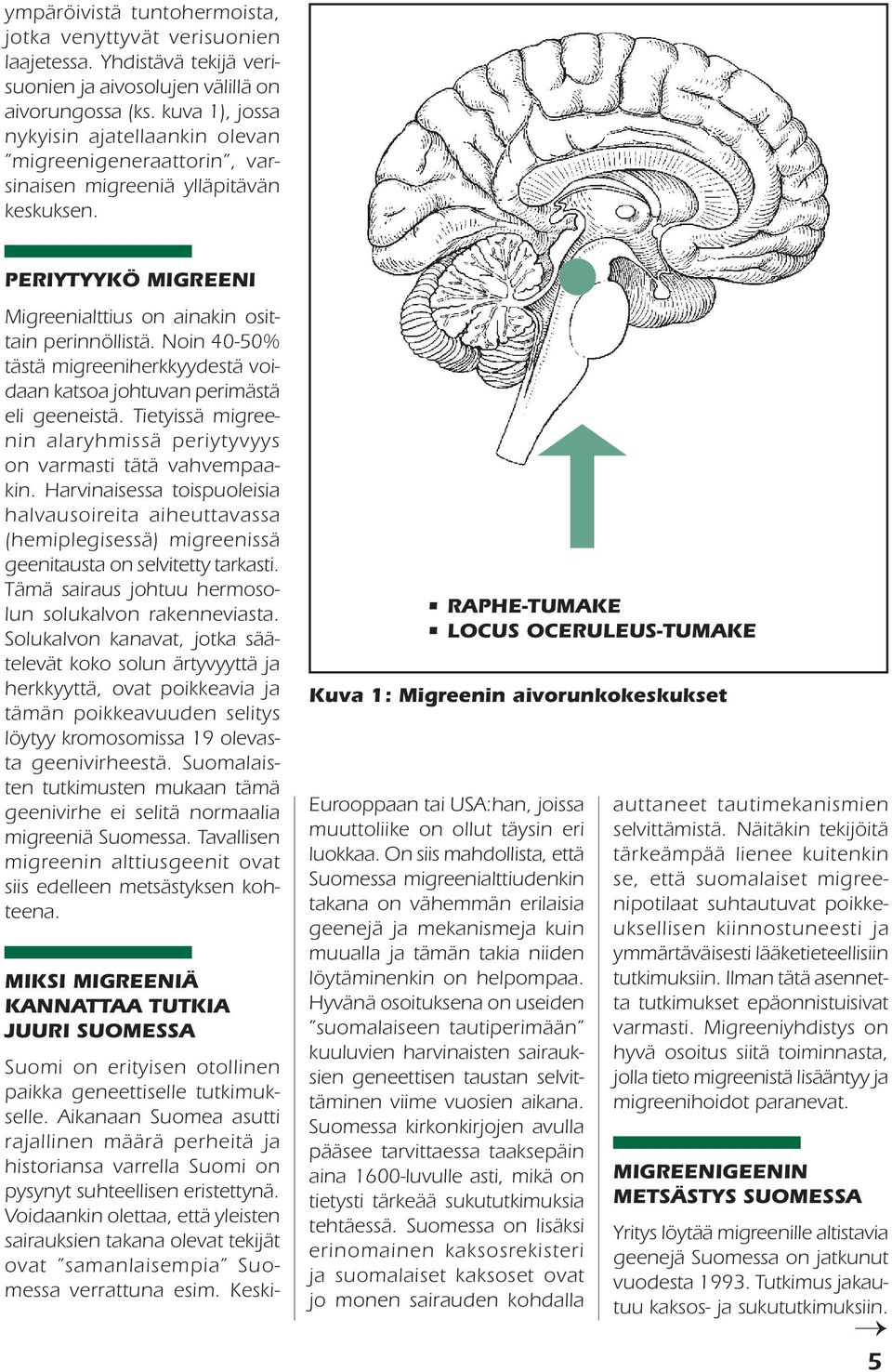 Noin 40-50% tästä migreeniherkkyydestä voidaan katsoa johtuvan perimästä eli geeneistä. Tietyissä migreenin alaryhmissä periytyvyys on varmasti tätä vahvempaakin.