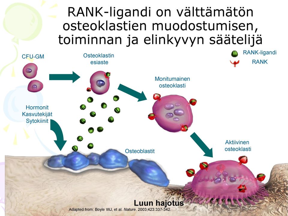 osteoklasti Hormonit Kasvutekijät Sytokiinit Osteoblastit Aktiivinen