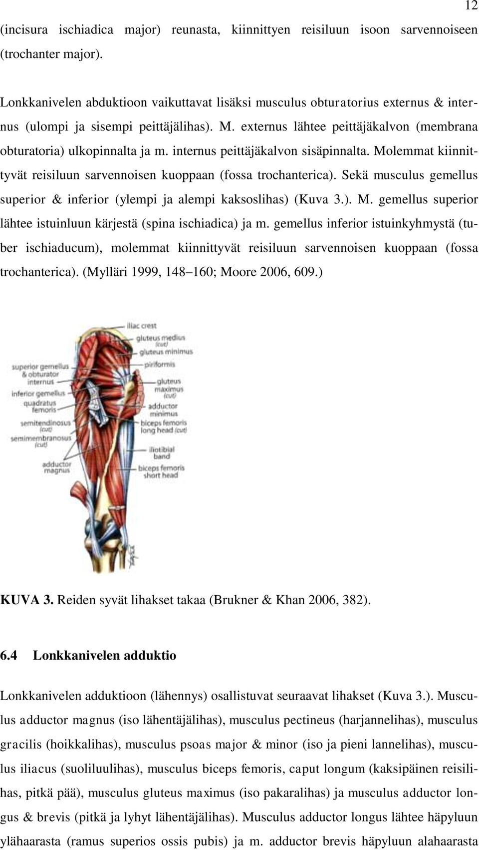 internus peittäjäkalvon sisäpinnalta. Molemmat kiinnittyvät reisiluun sarvennoisen kuoppaan (fossa trochanterica). Sekä musculus gemellus superior & inferior (ylempi ja alempi kaksoslihas) (Kuva 3.). M. gemellus superior lähtee istuinluun kärjestä (spina ischiadica) ja m.