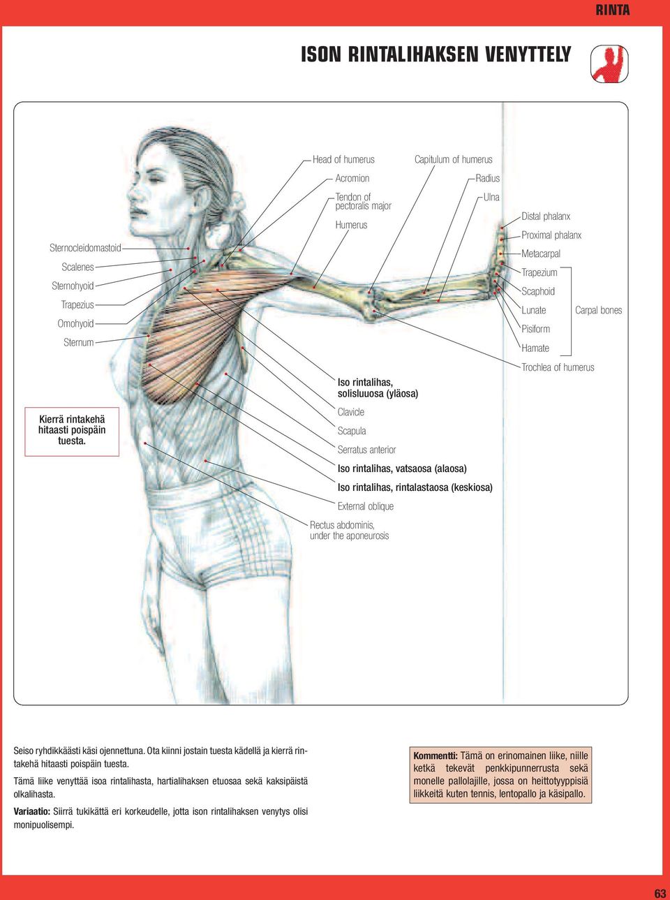 Iso rintalihas, rintalastaosa (keskiosa) Rectus abdominis, under the aponeurosis Distal phalanx Proximal phalanx Metacarpal Trapezium Scaphoid Lunate Carpal bones Pisiform Hamate Trochlea of humerus