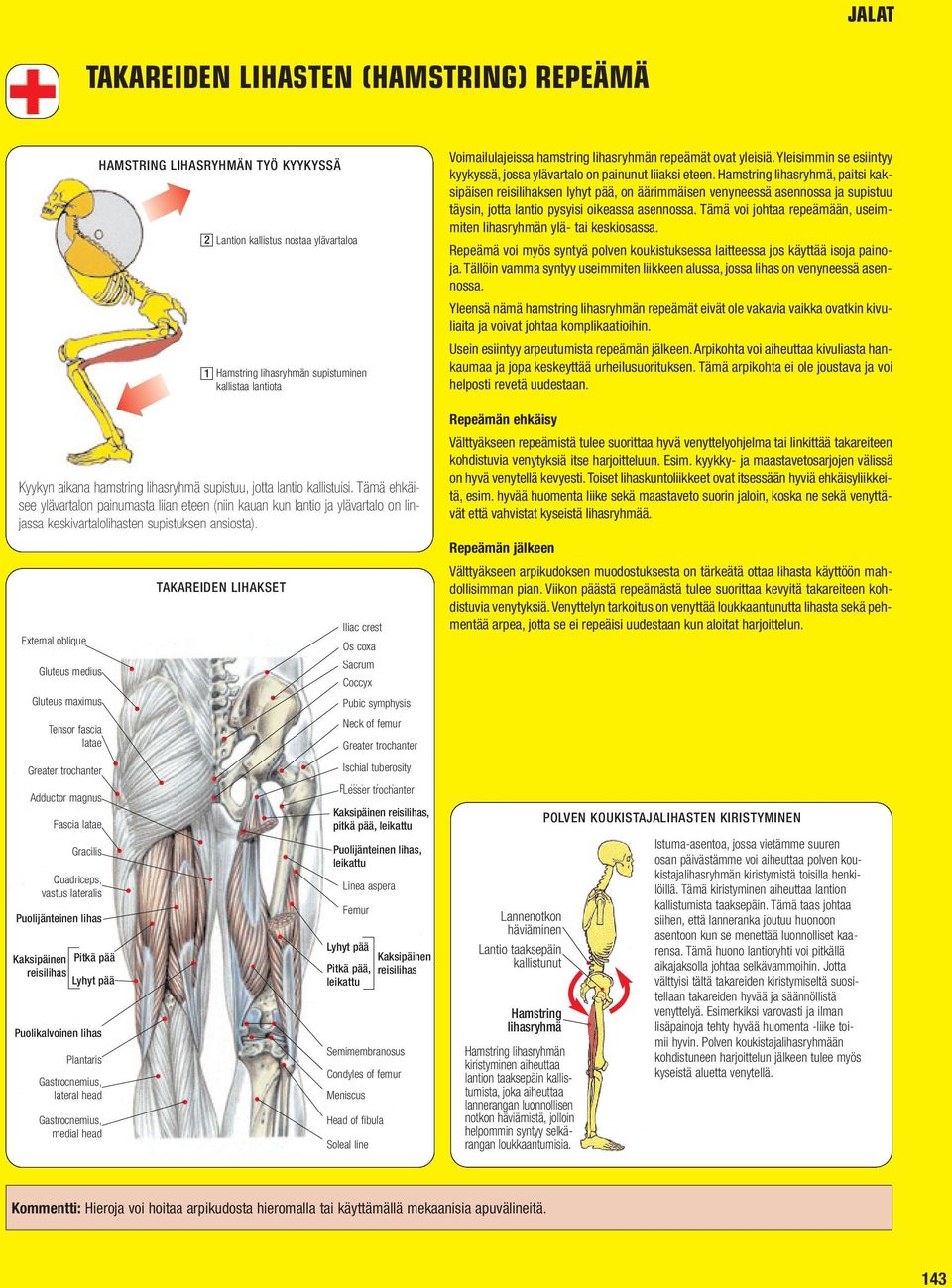 Gluteus medius Gluteus maximus Adductor magnus Kaksipäinen Tensor fascia latae Fascia latae Gracilis Quadriceps, vastus lateralis Puolijänteinen lihas Pitkä pää Lyhyt pää Puolikalvoinen lihas