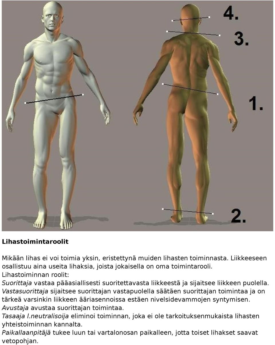 Lihastoiminnan roolit: Suorittaja vastaa pääasiallisesti suoritettavasta liikkeestä ja sijaitsee liikkeen puolella.