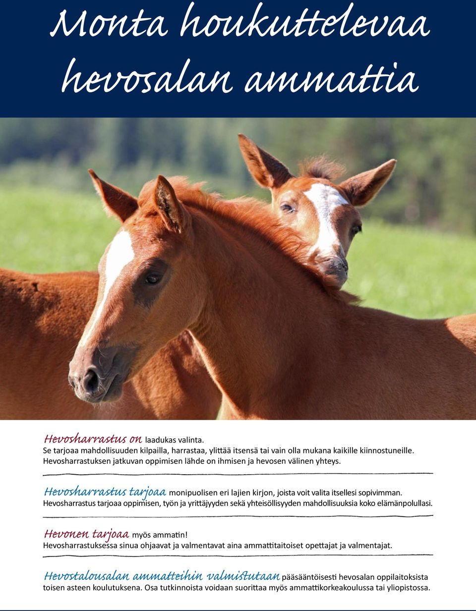 Hevosharrastus tarjoaa oppimisen, työn ja yrittäjyyden sekä yhteisöllisyyden mahdollisuuksia koko elämänpolullasi. Hevonen tarjoaa myös ammatin!