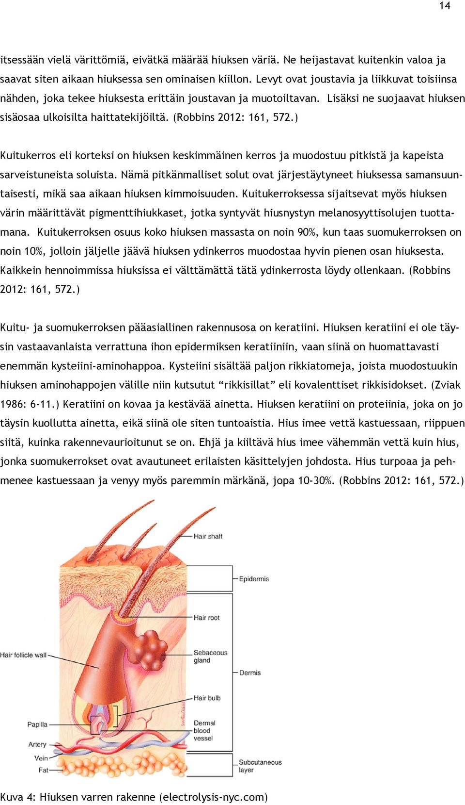 ) Kuitukerros eli korteksi on hiuksen keskimmäinen kerros ja muodostuu pitkistä ja kapeista sarveistuneista soluista.