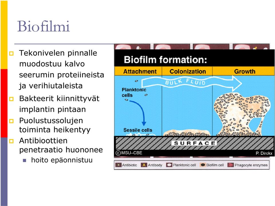 kiinnittyvät implantin pintaan Puolustussolujen