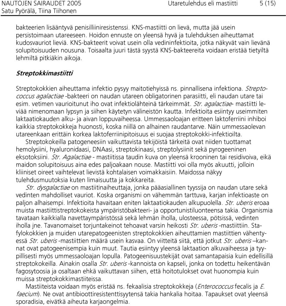 Toisaalta juuri tästä syystä KNS-bakteereita voidaan eristää tietyiltä lehmiltä pitkiäkin aikoja. Streptokkimastiitti Streptokokkien aiheuttama infektio pysyy maitotiehyissä ns.